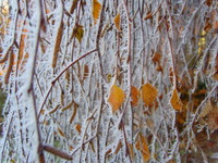 Winter birch near Crediton