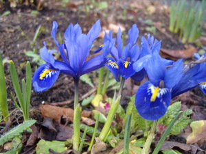Late winter iris at Robin's acupuncture clinic in Exeter