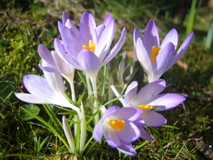 Late winter crocus at Robin's acupuncture clinic in Exeter