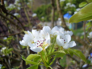 Pear blossom in Exeter