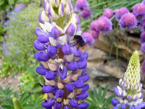 Summer lupin at Robin's acupuncture clinic, Exeter