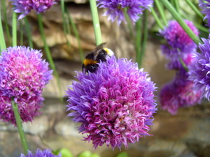 Bee activity on the chives at Robin's acupuncture clinic, Exeter