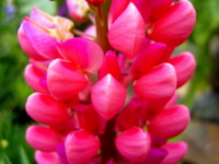 Summer lupin at Robin's acupuncture clinic, Exeter