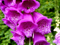 Summer foxglove at Robin's acupuncture clinic, Exeter