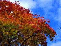Autumn Tree Crediton