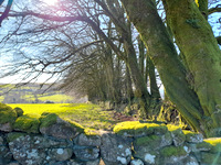 Winter field Chagford