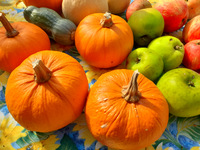 Our pumpkin harvest at Exeter acupuncture.