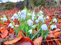 Snowdrops near Okehampton