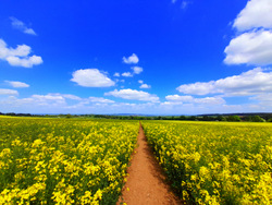 Acupuncture in Exeter for hay fever and allergic rhinitis.