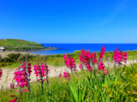 Chinese health advice in summer: south Devon coast near Bigbury.