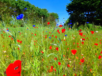 Health advice in summer: wild flower meadow near Robin Costello's acupuncture clinic, Exeter.