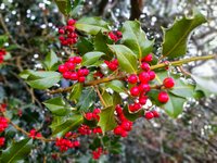 For a really invigorating winter walk, head for the coast at Exmouth, Budleigh Salterton or Dawlish.