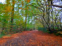 Acupuncture in Exeter: autumn woods above Sidmouth.