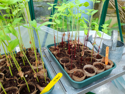 Gardening Enhances Immune Regulation