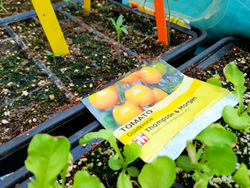 Gardening Enhances Immune Regulation