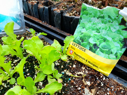 Gardening Enhances Immune Regulation