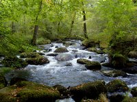 30 Days Wild: River Bovey near Bovey Tracey