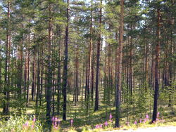 Take a peaceful walk in the forest when you need time out.