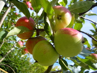 Apples at Robin's acupuncture clinic, Exeter