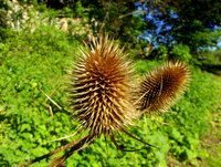 30 Days Wild: October seed head at Exmouth