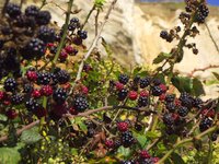 30 Days Wild: blackberries near Branscombe