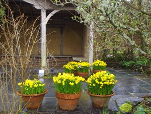 Looking after ourselves in spring: spring daffodils near Exeter