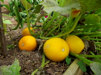 Acupuncture in Exeter: Courgettes.