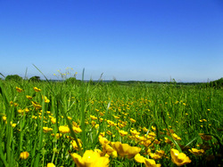 Acupuncture for hayfever reduces antihistamine use.