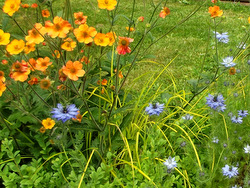 A greener front garden helps you to feel relaxed