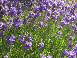 A greener front garden helps you to feel relaxed