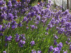 Acupuncture in Exeter: lavender for anxiety.