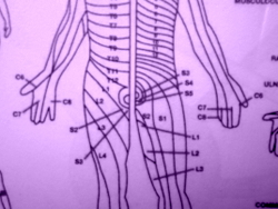 Acupuncture for radicular pain patterns.