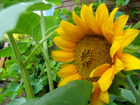 Sunflower at Robin's acupuncture clinic, Exeter