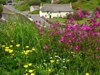 30 Days Wild: flowers at Hope Cove