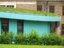 Glancing out of the office window  boosts mental concentration. This is the University of Exeter's very own green roof.
