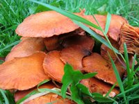 30 Days Wild: mushrooms near Crediton