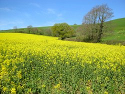 Nature-based interventions can help mental health.