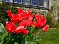 Spring tulips in south Devon.