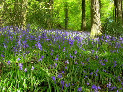 Acupuncture in Exeter: two hours per week in nature helps health & wellbeing.