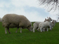 Lambs near Crediton