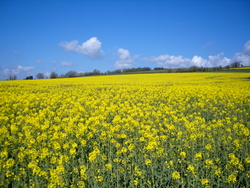 Rapeseed field near Crediton, a popular allergen: guidelines issued in the US to help doctors diagnose and treat allergic rhinitis, say that acupuncture can be suggested to patients .