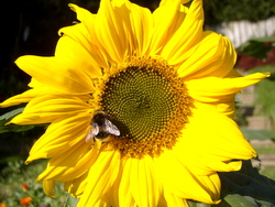 A sunflower in my garden in Exeter.