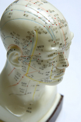 Exeter acupuncture: model showing the acupuncture meridians of the head.