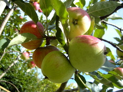 An apple a day: apples growing at Robin Costello's acupuncture clinic in Devon.