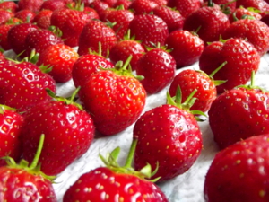 Strawberries grown at Robin's acupuncture clinic, Exeter