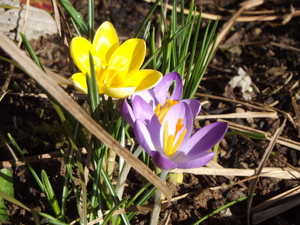 Late winter crocus at Robin's acupuncture clinic in Exeter