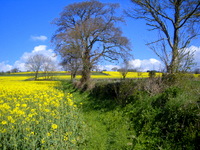 Looking after ourselves in spring: field near Crediton