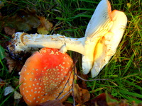 Autumn toadstools nr Chagford