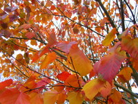 Autumn colour in Honiton