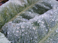 Frozen foliage near Cullompton